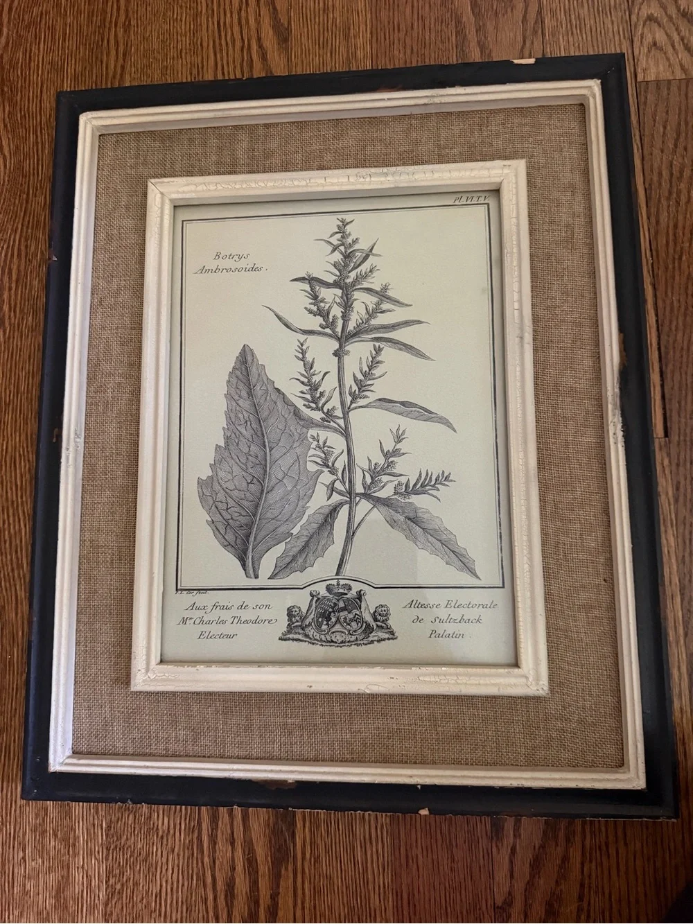 Uttermost Black, Cream & Brown Framed Botanical Print
